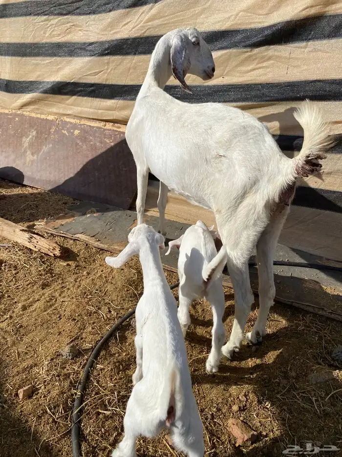 عنز بيضا تحتها 2 من مراحي( تم البيع) 2