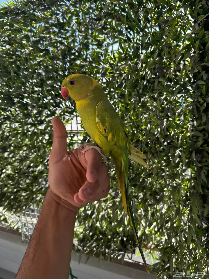 ذكر دره اليف و متكلم و طفره جميله و نادره 2