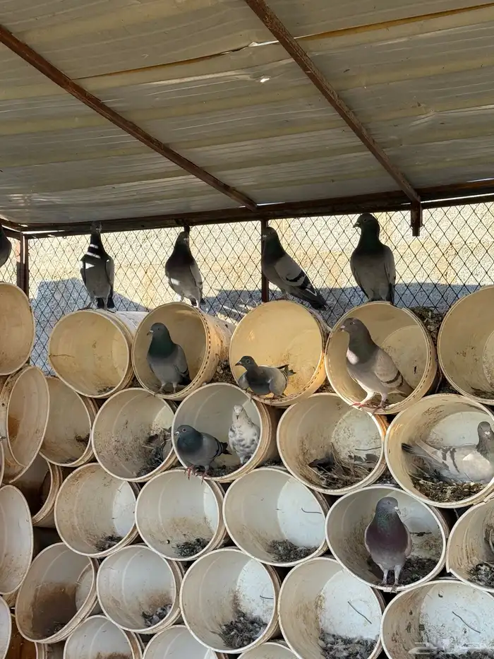 حمام سلفر للبيع 0