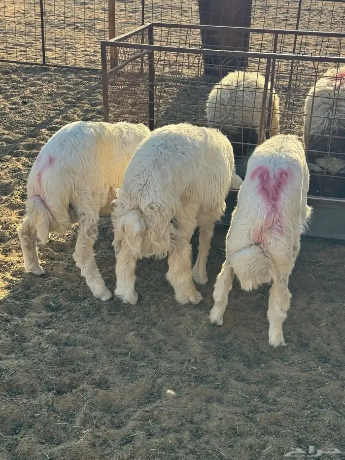 طليان نعيم وحري ذبايح للمناسبات والزواجات ذبح وتوصيل مجانا 4