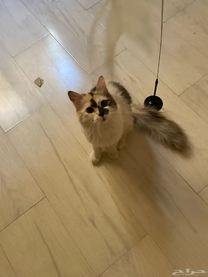 قطه للتبني شيرازي كاليكو 2