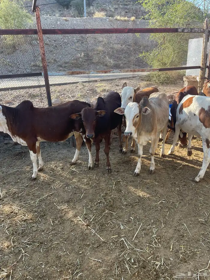 حسلان بلدي 1