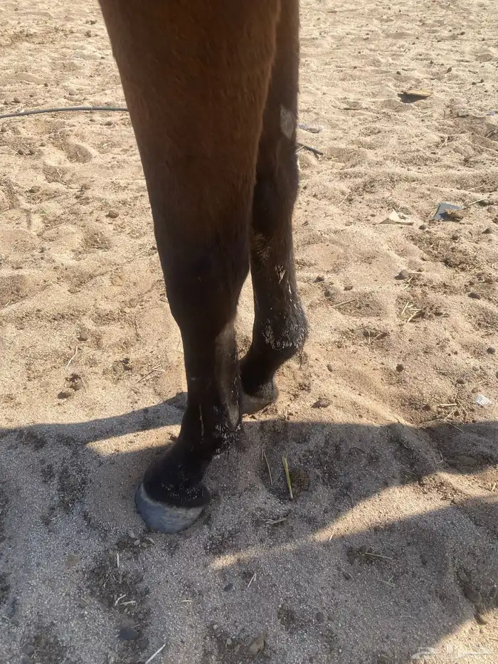 فرس  إنجليزية عندها كويه اليد اليمين ما تشتكي منه 1