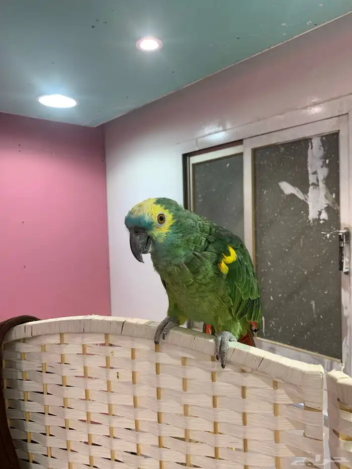 ببغاء امازوني بلو فرند 0