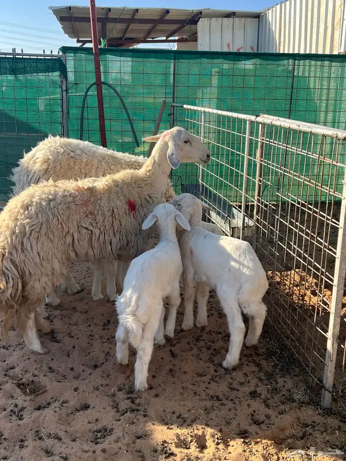 حريات حرش رباعيات مواليد 5