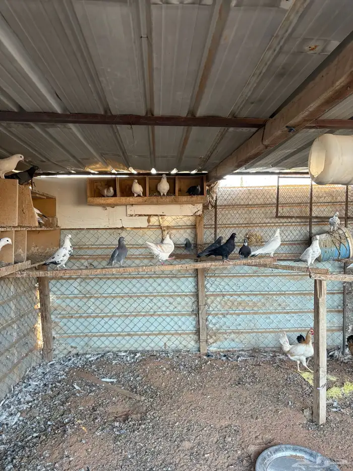 للبيع حمام مشكل 3