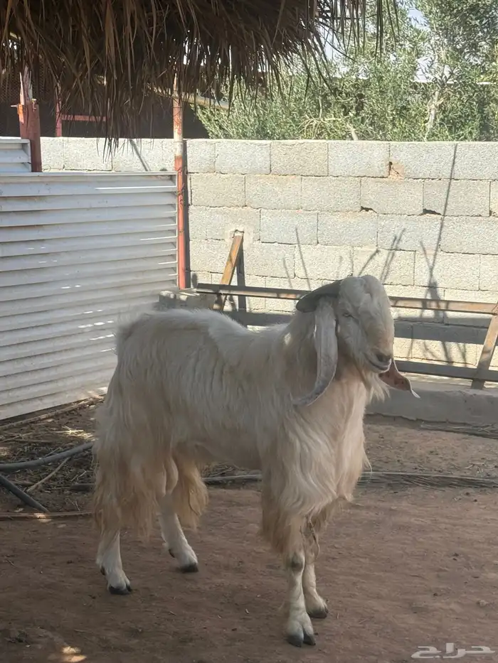 تيس فحل مشروك صنف نادر منتج 1