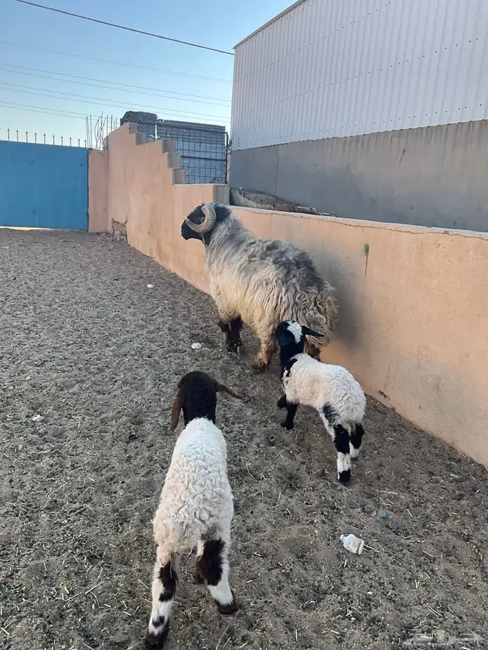 فحل نعيم شرررط النسف و مصور وهو ينسف 10