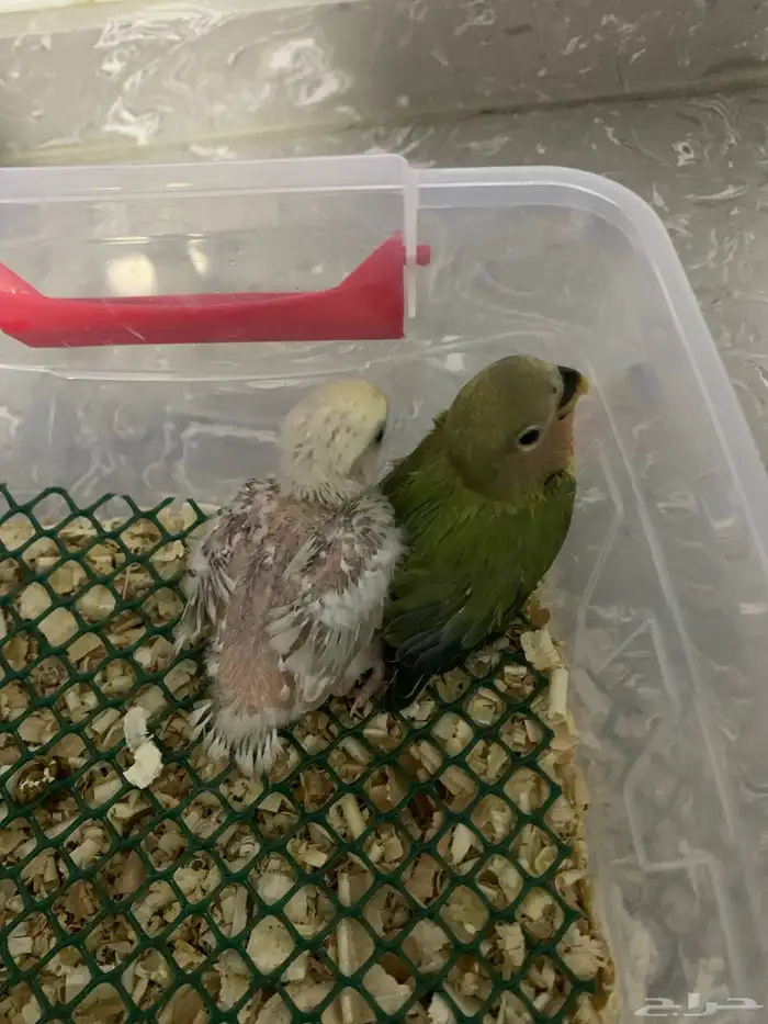 4 فروخ روز للبيع 0