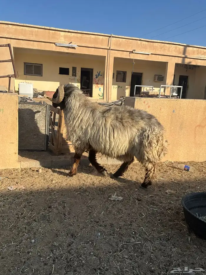 فحل نعيم شرررط النسف و مصور وهو ينسف 7