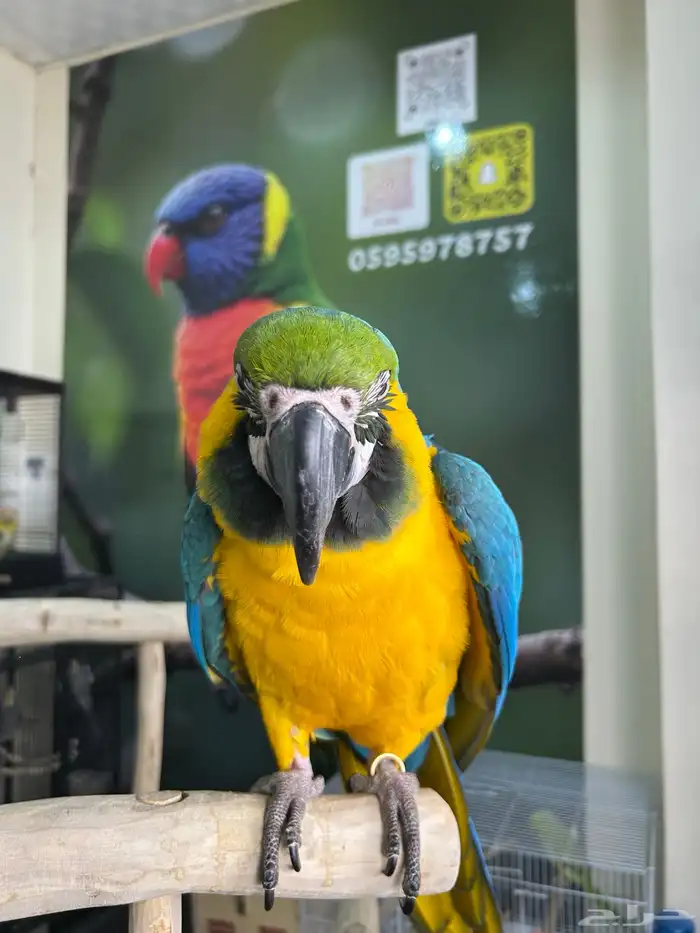 مكاو بلو اند قولد اليف وهدد داخلي و خارجي ومتكلم تم البيع 0