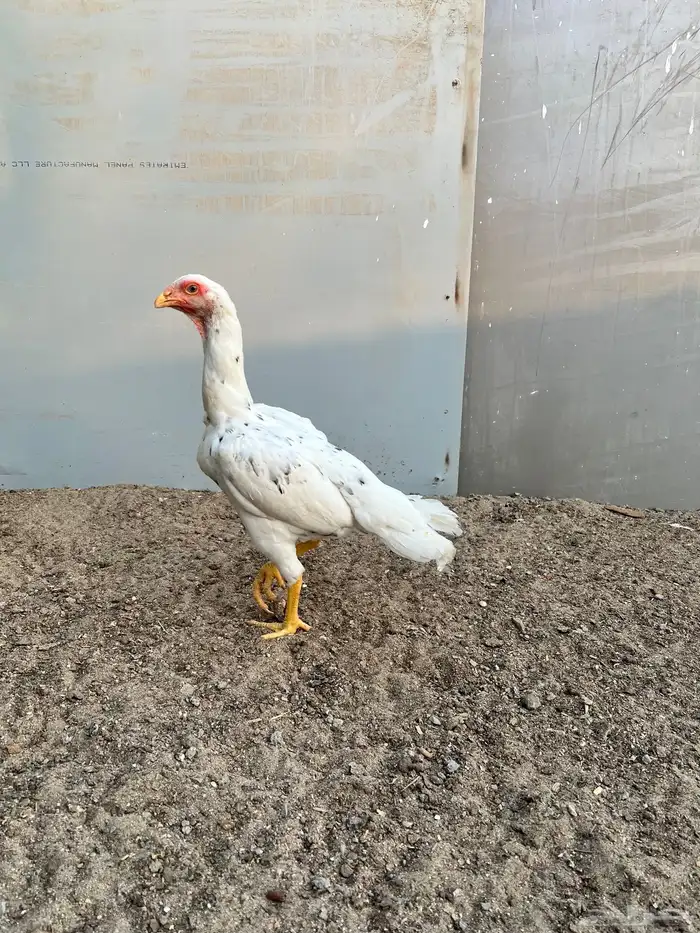 شامو الماني 0