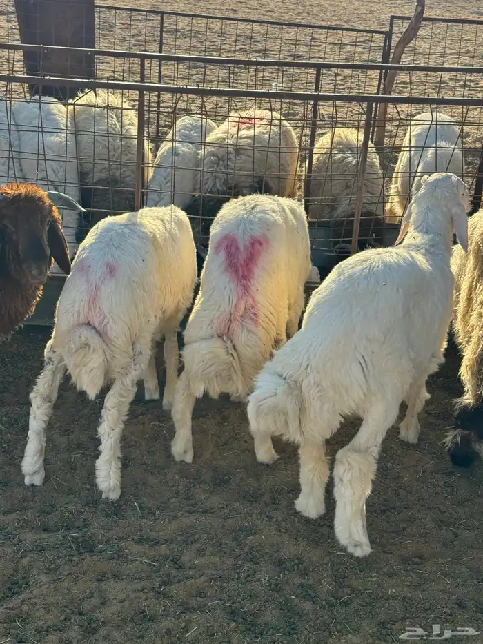 طليان نعيم وحري ذبايح للمناسبات والزواجات ذبح وتوصيل مجانا 3