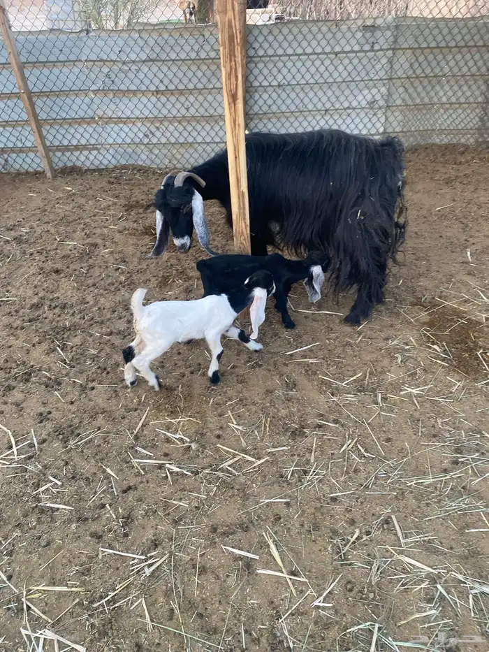 عنز عارضيه متاوم 0