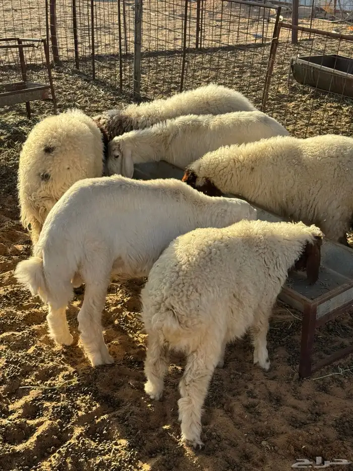 طليان نعيم وحري ذبايح للمناسبات والزواجات ذبح وتوصيل مجانا 8