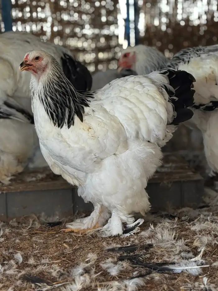 براهما كولمبي لايت سلالة كونك 2