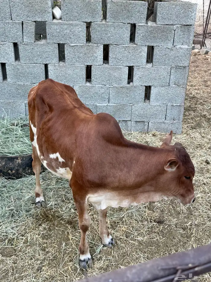 حسيل للبيع 1