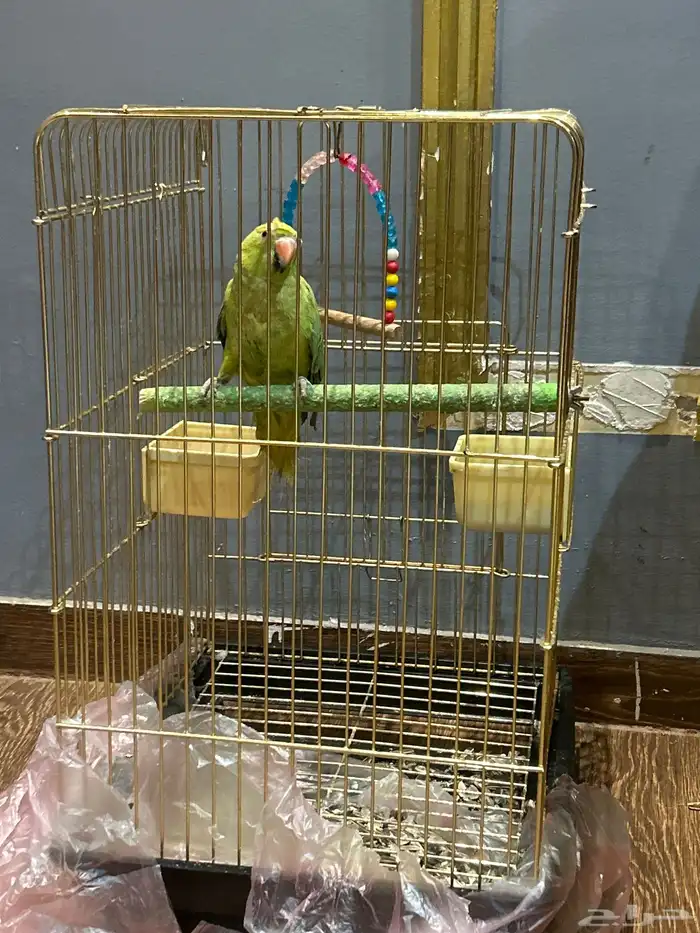 ببغاء درة انثى مع القفص 1