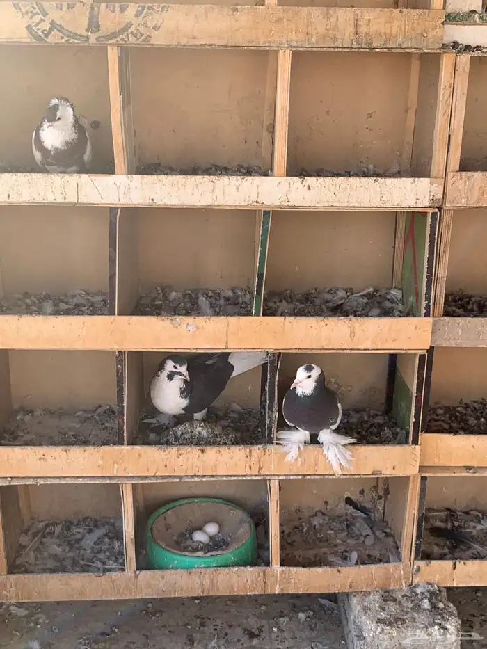 طيور للبيع 6