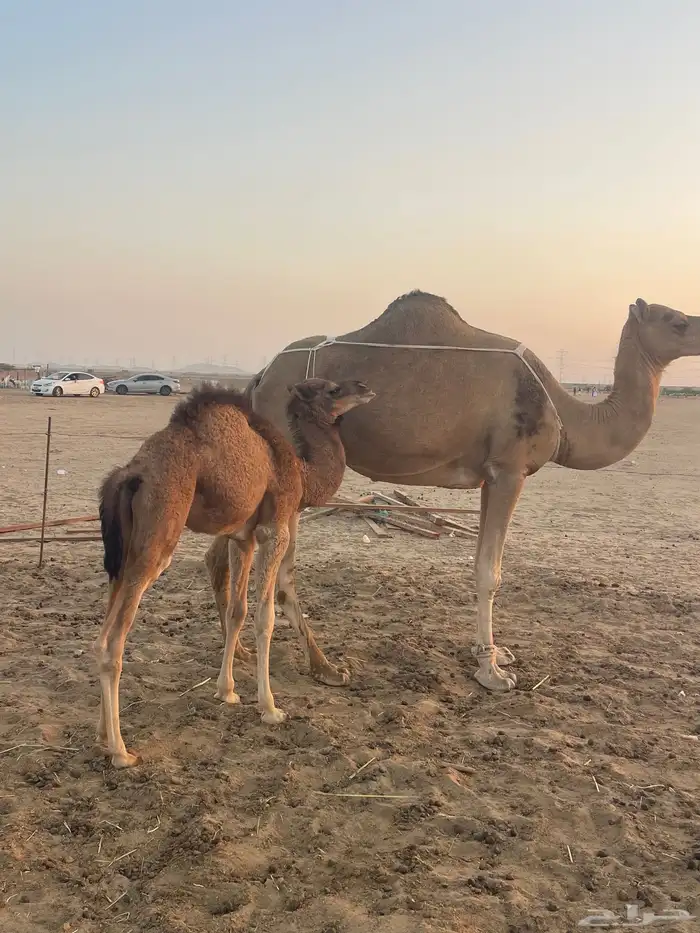 ثنتين خلفات ساحلية وعادية ابل طيبه تبارك الرحمن تم البيع 0