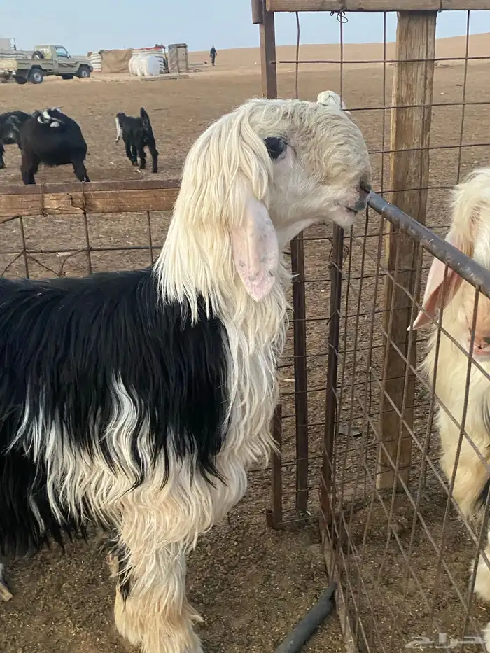 فحل نجدي جذع شرط القريع 0