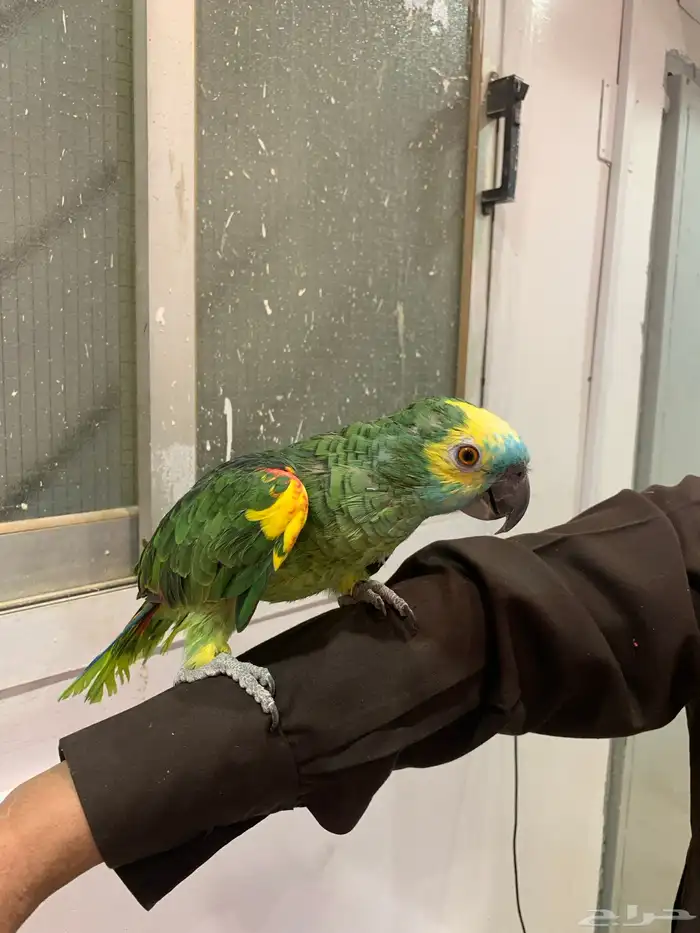 ببغاء امازوني بلو فرند 4