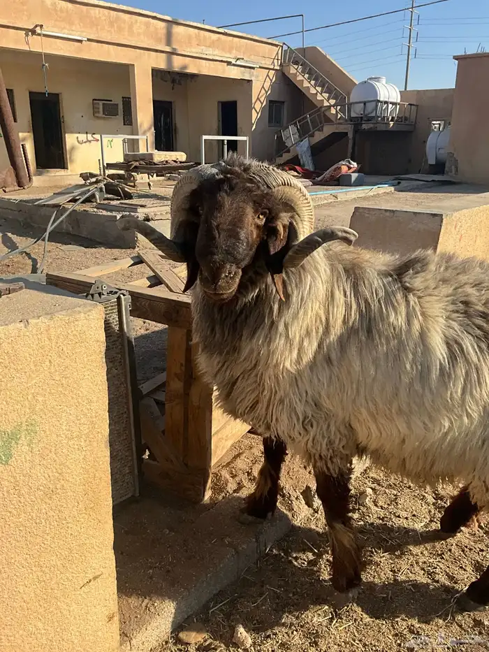 فحل نعيم شرررط النسف و مصور وهو ينسف 6