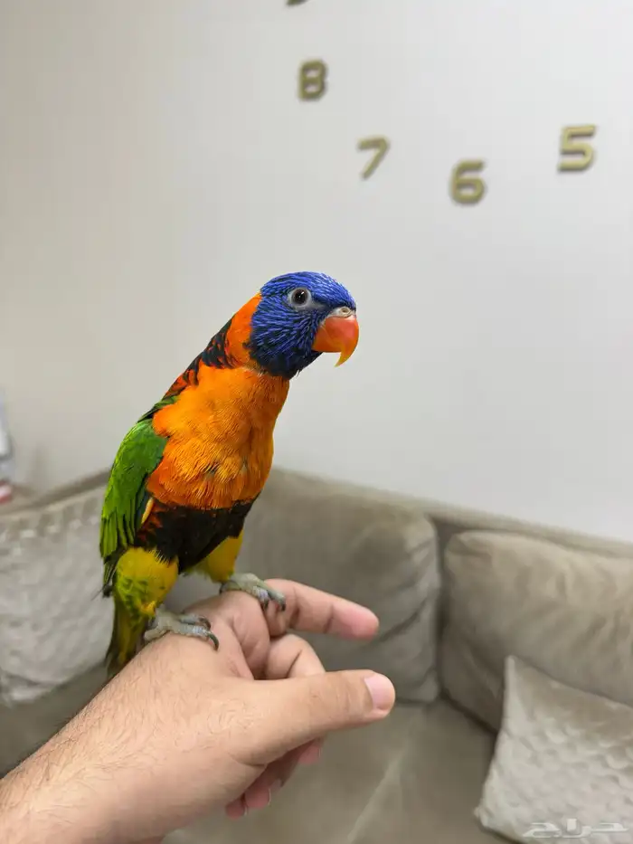 لوري رد كولارد (تم البيع) 3