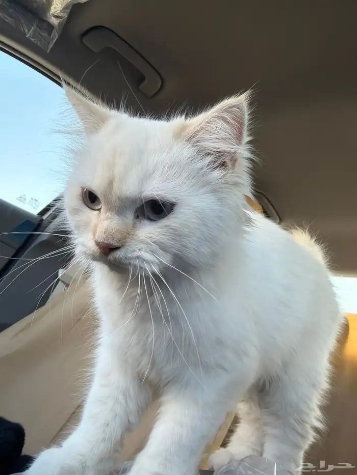 قط مكس هملايا و شيرازي 0