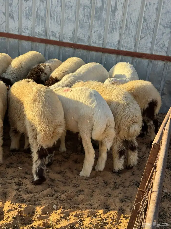 طليان نعيم وحري ذبايح للمناسبات والزواجات ذبح وتوصيل مجانا 11