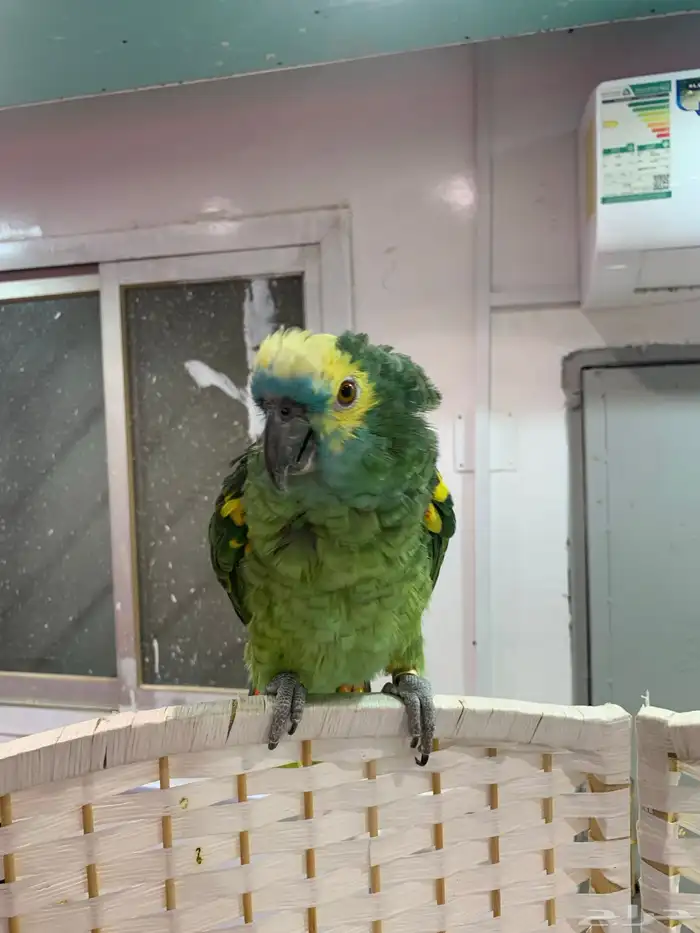 ببغاء امازوني بلو فرند 2