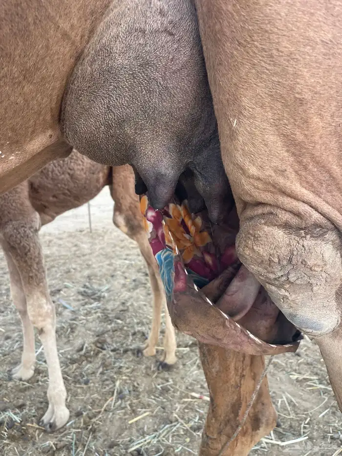 ثنتين خلفات ساحلية وعادية ابل طيبه تبارك الرحمن تم البيع 12