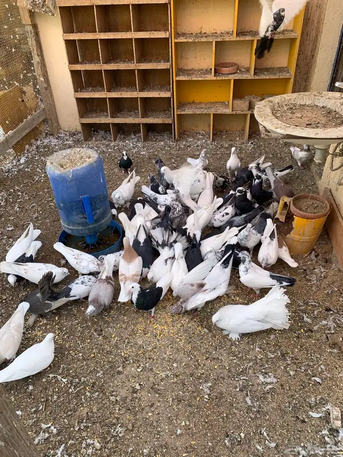 حمام و دجاج رومي 0