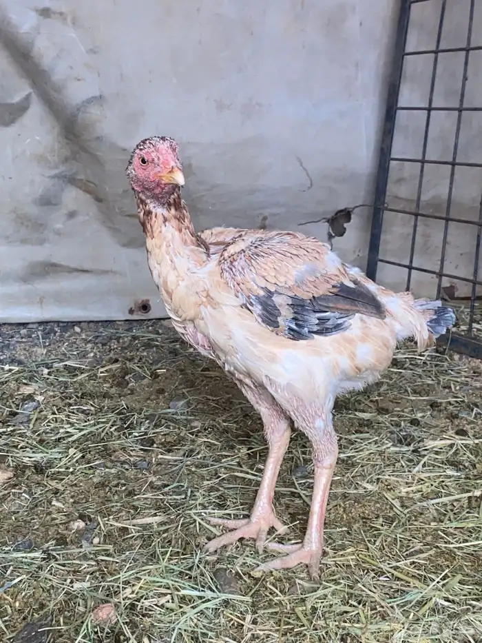 دجاج باكستاني سندي 3