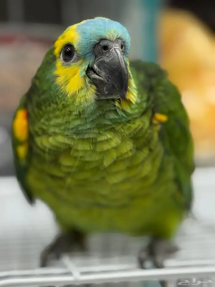 فرخ امازون بلوفرنتد 5