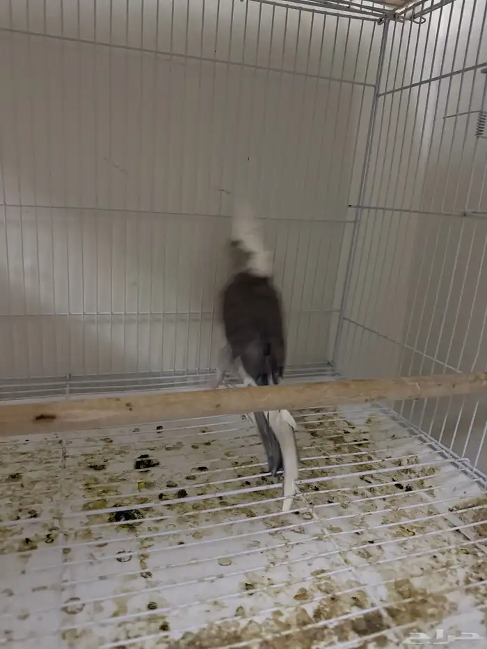 اجواز كروان منتجه 3