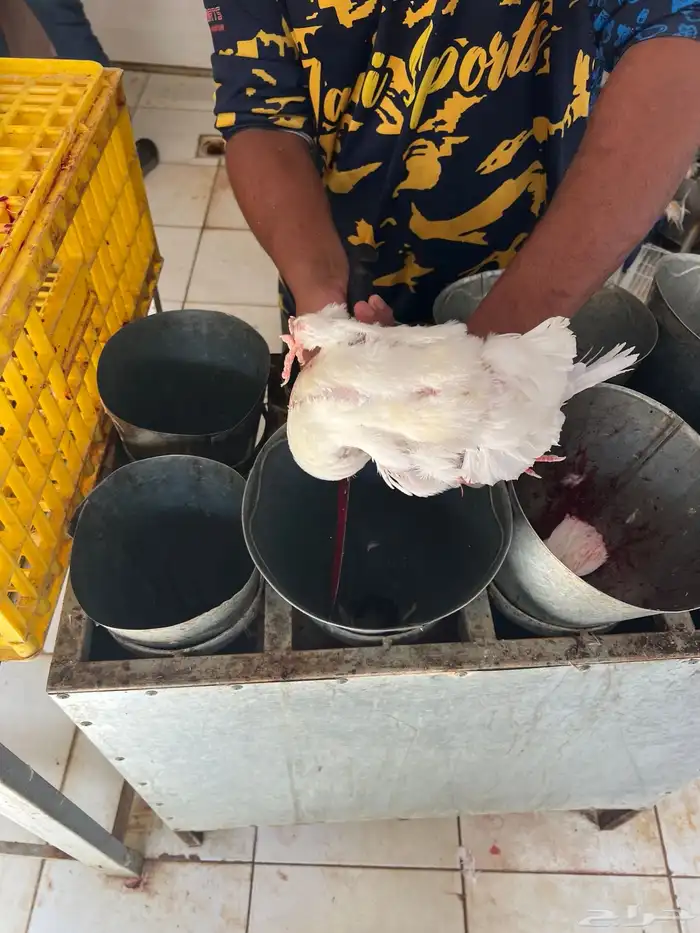 زغليل حمام فرنسي 7