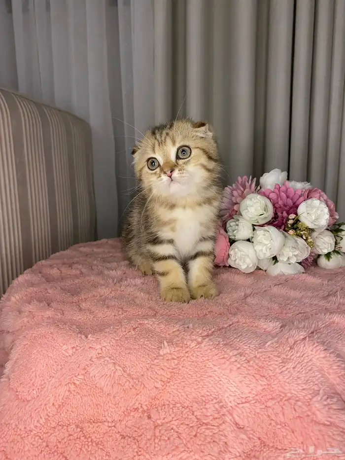 قطط سكوتش تربل فولد للبيع 4