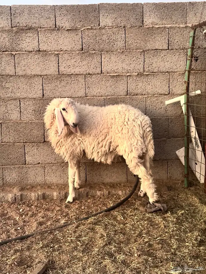 خروف طلي بكستاني بيور 5