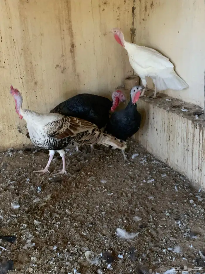 حمام و دجاج رومي 3