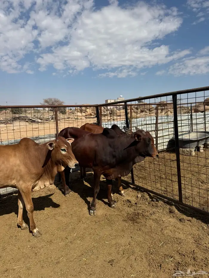 حسلان بلدي للبيع 4