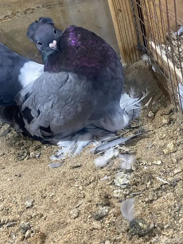 (( زوج كرنقو بلو بار)) 0