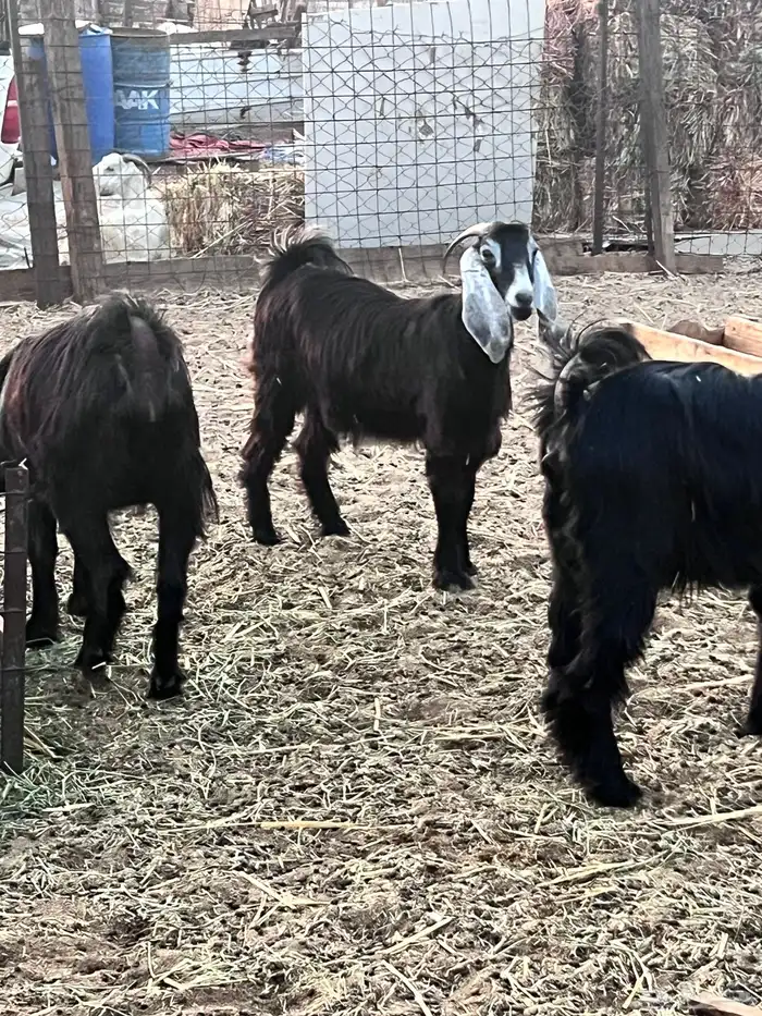 جفرات عوارض كايفه 2