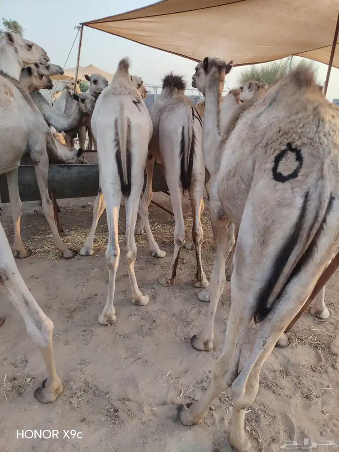 قعدان صومالية مفاريد جملة وتفريد 1