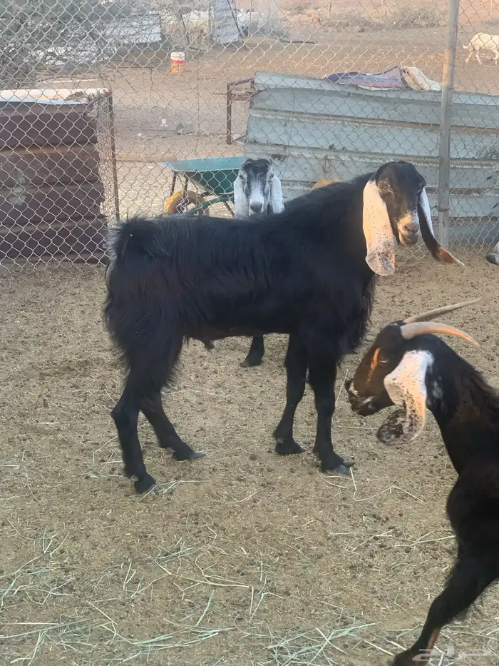 تيس فحل عارضي 4