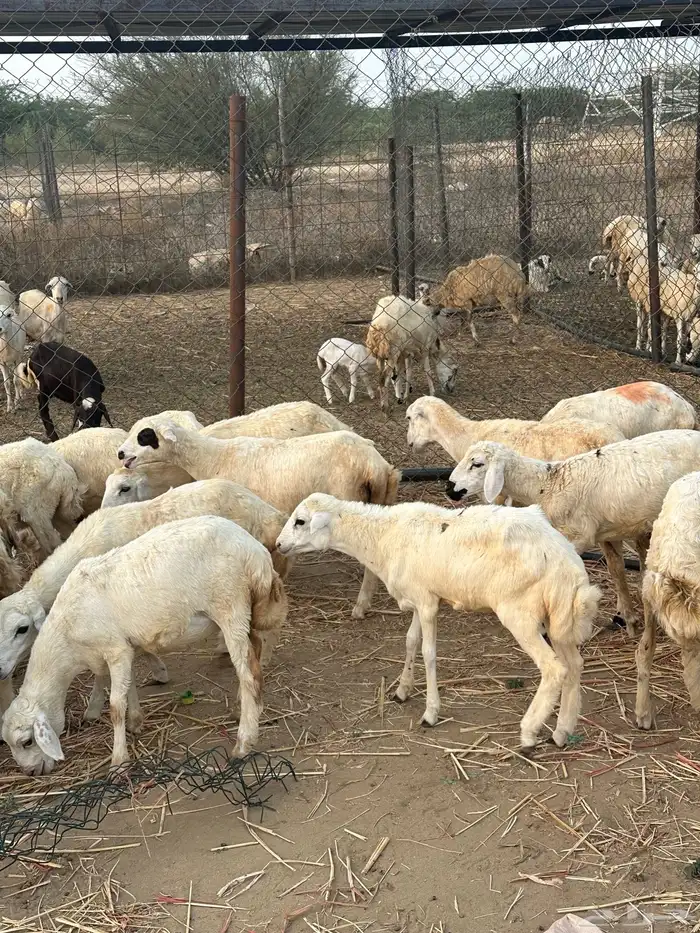 رخال مهجنات 2