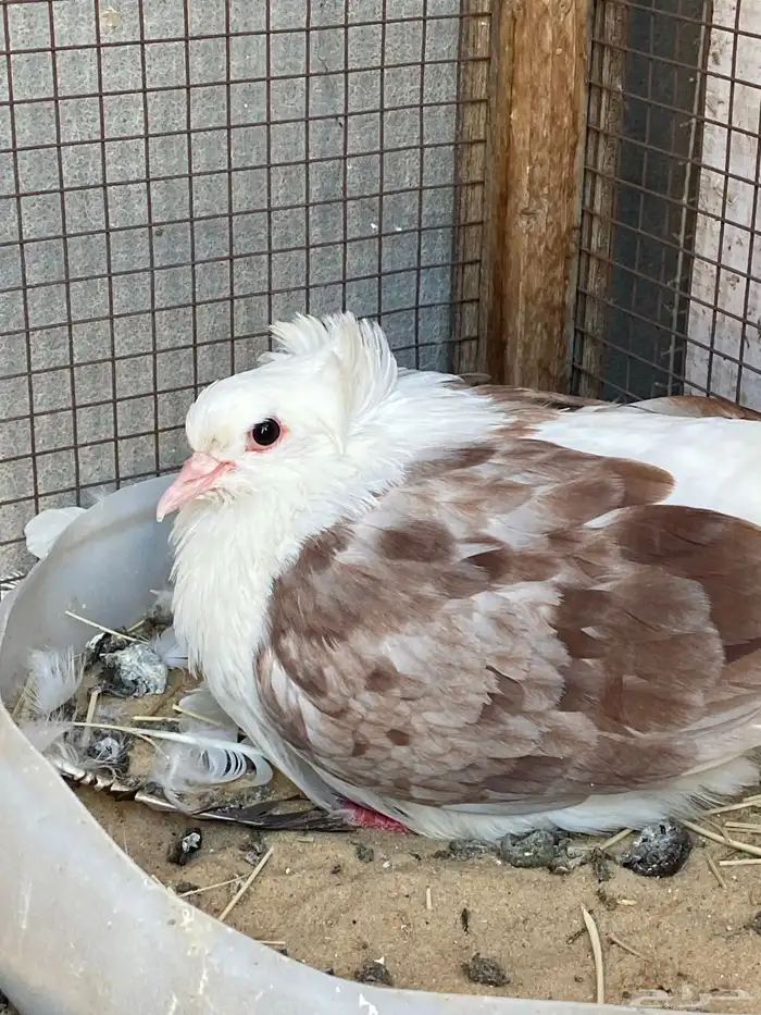 طيور بقع فرنسيات انتاج 0