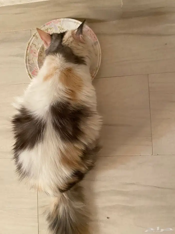 قطه للتبني شيرازي كاليكو 0