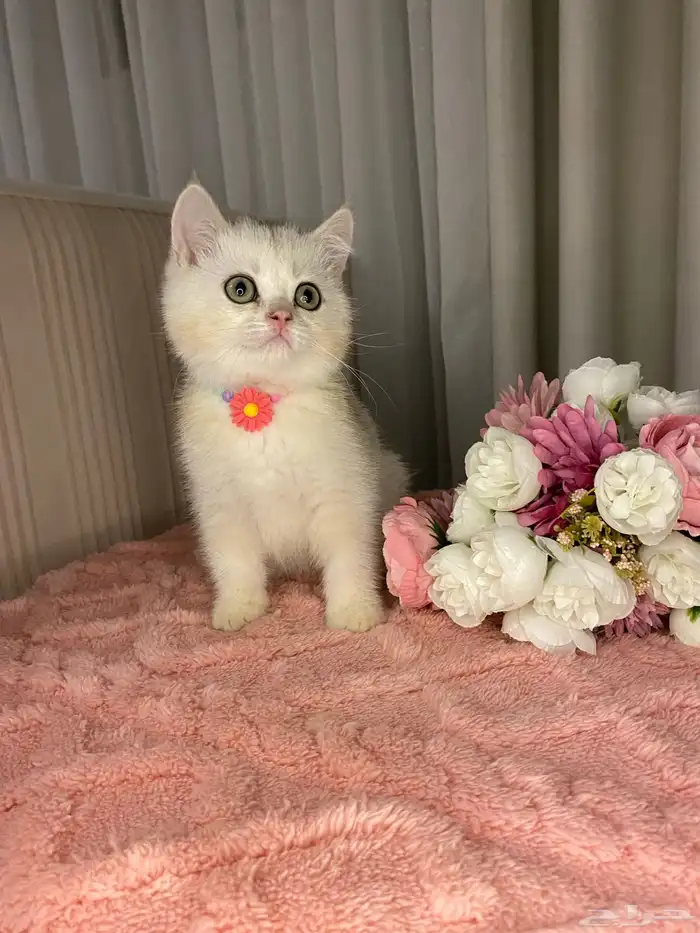 قطط سكوتش تربل فولد للبيع 5