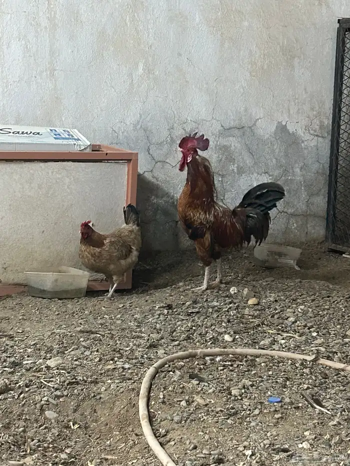 ديك بلدي أصيل 1